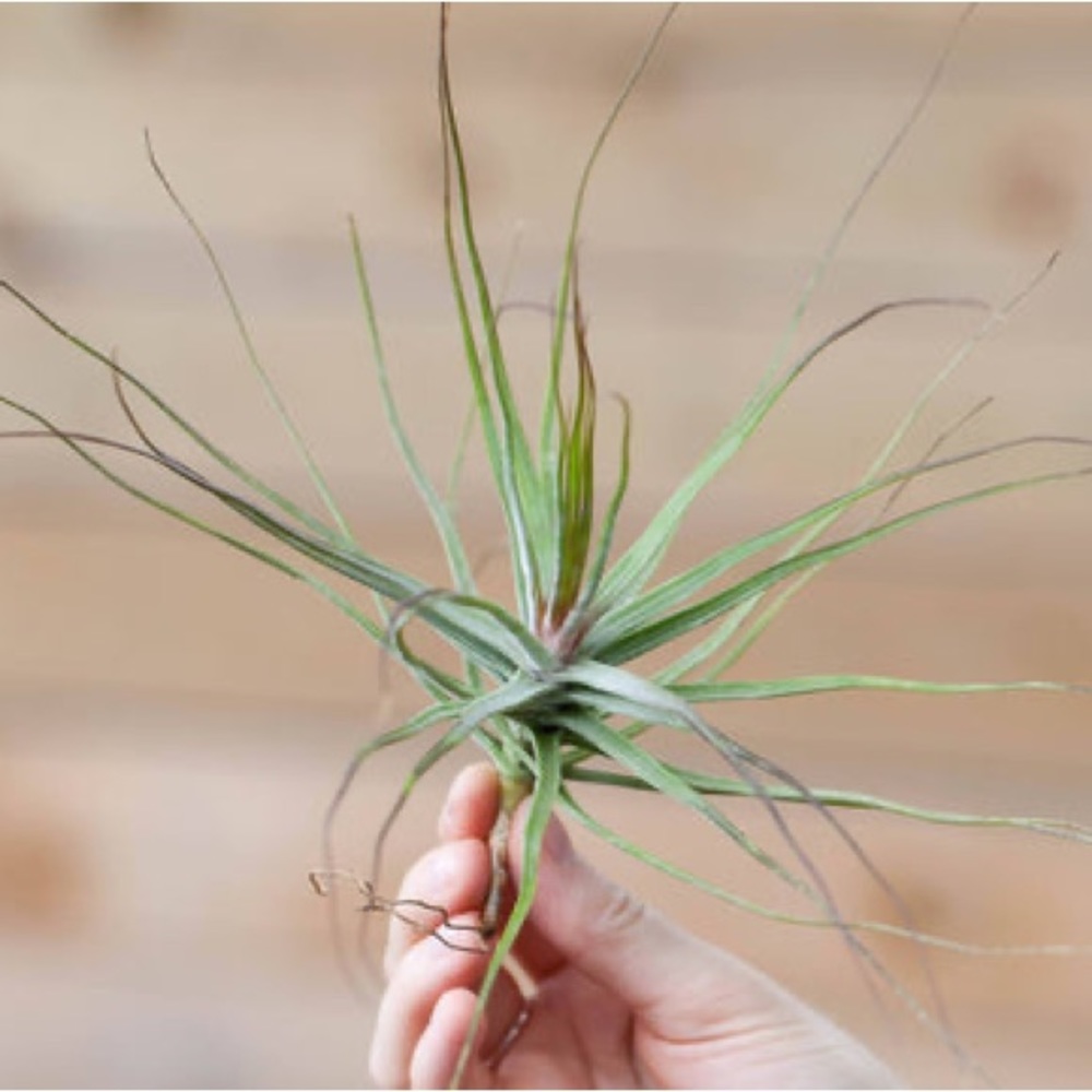 Tillandsia (3)Schiedeana Clump  3 Air Plants